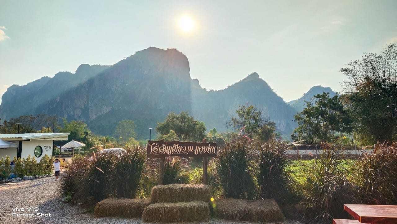 ไร่ต้นภูเขียว ณ ภูผาม่าน - Rai Ronphukhiaw